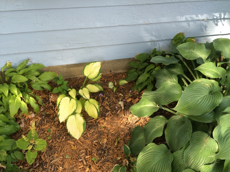 Yes, those tiny little hostas aren't getting any bigger....perhaps move them (yet again) to someplace they can be seen??
